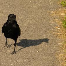 how to keep crows away 9 effective ways