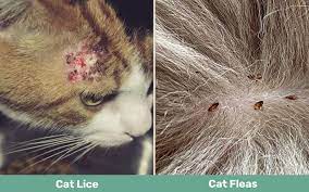 cat lice vs fleas how to tell the