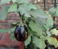 What is an eggplant closely related to?