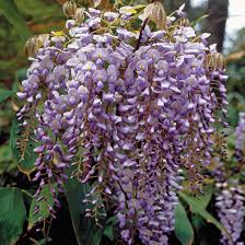 Wisteria macrostachya, sometimes commonly called kentucky wisteria, is a deciduous vine that is native to the southcentral u.s., ranging from louisiana and texas north to kentucky, illinois, missouri and oklahoma. Wisteria Blue Moon At Wayside Gardens