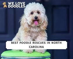 4 best poodle rescues in north carolina
