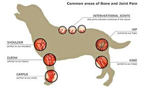 canine breed specific joint disease