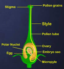 A) Draw a diagram showing germination of pollen on stigma of a flower B)  Label pollen grain, male germ - Science - How do Organisms Reproduce -  7164445 | Meritnation.com