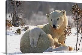 Mother Polar Bear Playing With Her Cub In The Snow Manitoba Canada Large Solid Faced Canvas Wall Art Print Great Big Canvas