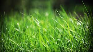 Wallpaper Green grass, summer 2560x1600 ...