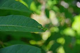 キハダの葉の上で #カラスアゲハ の幼虫を見つけました。  少し目を離すとすぐ見失いそうな見事な保護色ですね。2枚目の写真、どこにいるか分かりますか？🐛 #足立区 #生物園 #アゲハ  #幼虫|足立区|足立区民ニュース