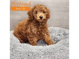 poodle dog female red 4216420 petland