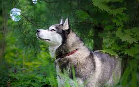 siberian husky dog wallpapers