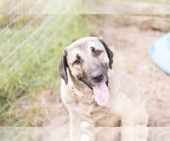 At natural born guardians, we strive to provide exceptional turkish boz and kangal dogs to our buyers. Puppyfinder Com Kangal Dog Puppies Puppies For Sale And Kangal Dog Dogs For Adoption Near Me In North Carolina Usa Page 1 Displays 10