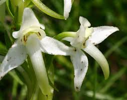 Platanthera chlorantha - Wikipedia