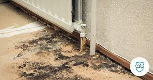 What To Do If You Find Toxic Black Mold
