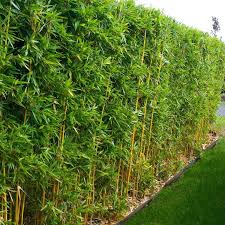 Golden Bamboo Plant Bamboo Landscape