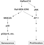 p38 mitogen-activated protein kinases