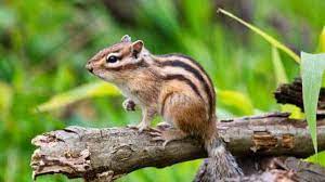 How Do Chipmunks Get In The House