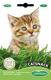 Catnip também conhecido como menta de gato ou valeriana. Semilla Hierba Gatos Huellasdegato Com