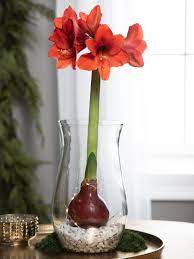Easy Care Waxed Amaryllis in Hurricane Vase | Gardener's Supply