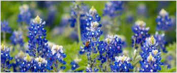 Its aromatic white blooms open in march and april with a. 8 Plants That Will Thrive In A San Antonio Garden