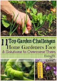 11 Top Garden Challenges Solutions To