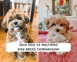 shih poo vs maltipoo dog breed