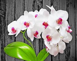 Beautiful White Orchids Flowers Paint