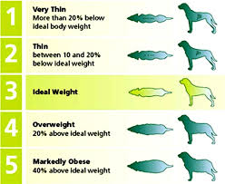 Dog Weight Chart Holistic Weight Loss Options For Your Dog