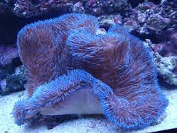 gigantic sea anemone carpet anemone
