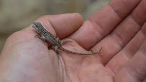how to get rid of lizards in your house
