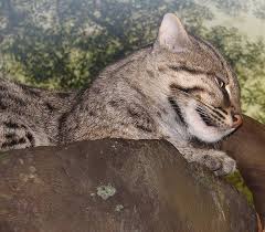 We need your valuable suggestions for improvements. Fishing Cat Animal Facts Prionailurus Viverrinus Az Animals