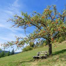 apple trees apple saplings