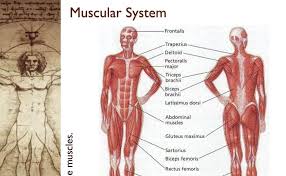 The anatomy of the human musculature is easy to study with this detailed chart. 35 Muscular System With Label Labels Database 2020
