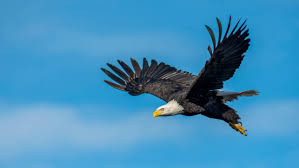 eagle flying photos the best