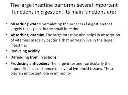 large intestine powerpoint presentation