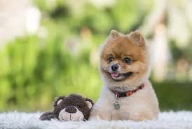 Teddy Bear Pomeranian The Dog That Surely Melts Your Heart