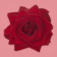 valentine s favorite red roses