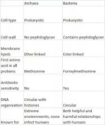 What Are The Differences Between Eubacteria And
