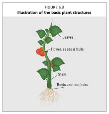 basic plant biology farmhub