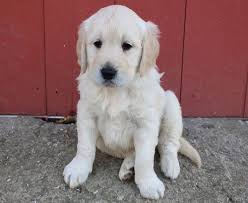 Click on each dog to view their pages. Hoobly Golden Retriever Off 66 Www Usushimd Com