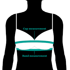 How To Measure For A Bra Sizecharter