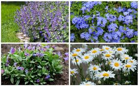 But having perennial flowers that bloom all summer gives us more room for error. 10 Best Border Perennials Garden Lovers Club