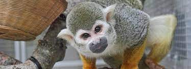 Maybe you would like to learn more about one of these? Squirrel Monkeys Rspca