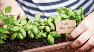 How To Grow Your Own Herbs