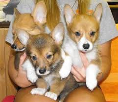 Xem thêm ý tưởng về động vật, chó corgi con, đang yêu. Pembroke Welsh Corgi Puppies Forsale Texas Page 4