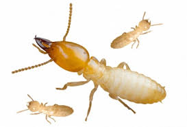 effective termite control