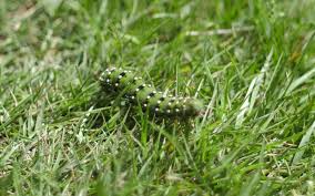 How To Get Rid Of Lawn Caterpillars