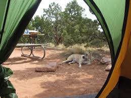Maybe you would like to learn more about one of these? Camping Near Palisade Grand Junction And Fruita Around Mesa County