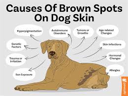 brown spots on dog skin what canine