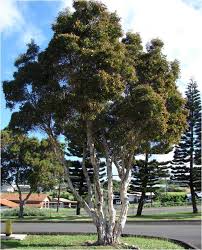 Tree Nursery Western Australia