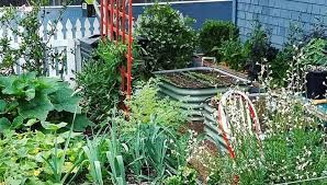 urban gardening with vegetables in