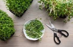 Will microgreens regrow after cutting?