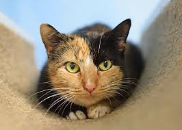 Donate animal care items to our adoption centers! Norwalk Ct Domestic Shorthair Meet Katara A Pet For Adoption Pet Adoption Pets Adoption